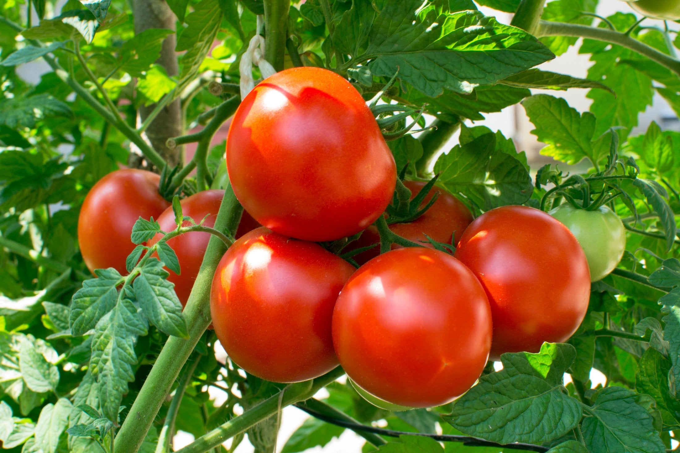 ARKA Aditya [F1] TOMATO HYBRID - Vegetable Seeds